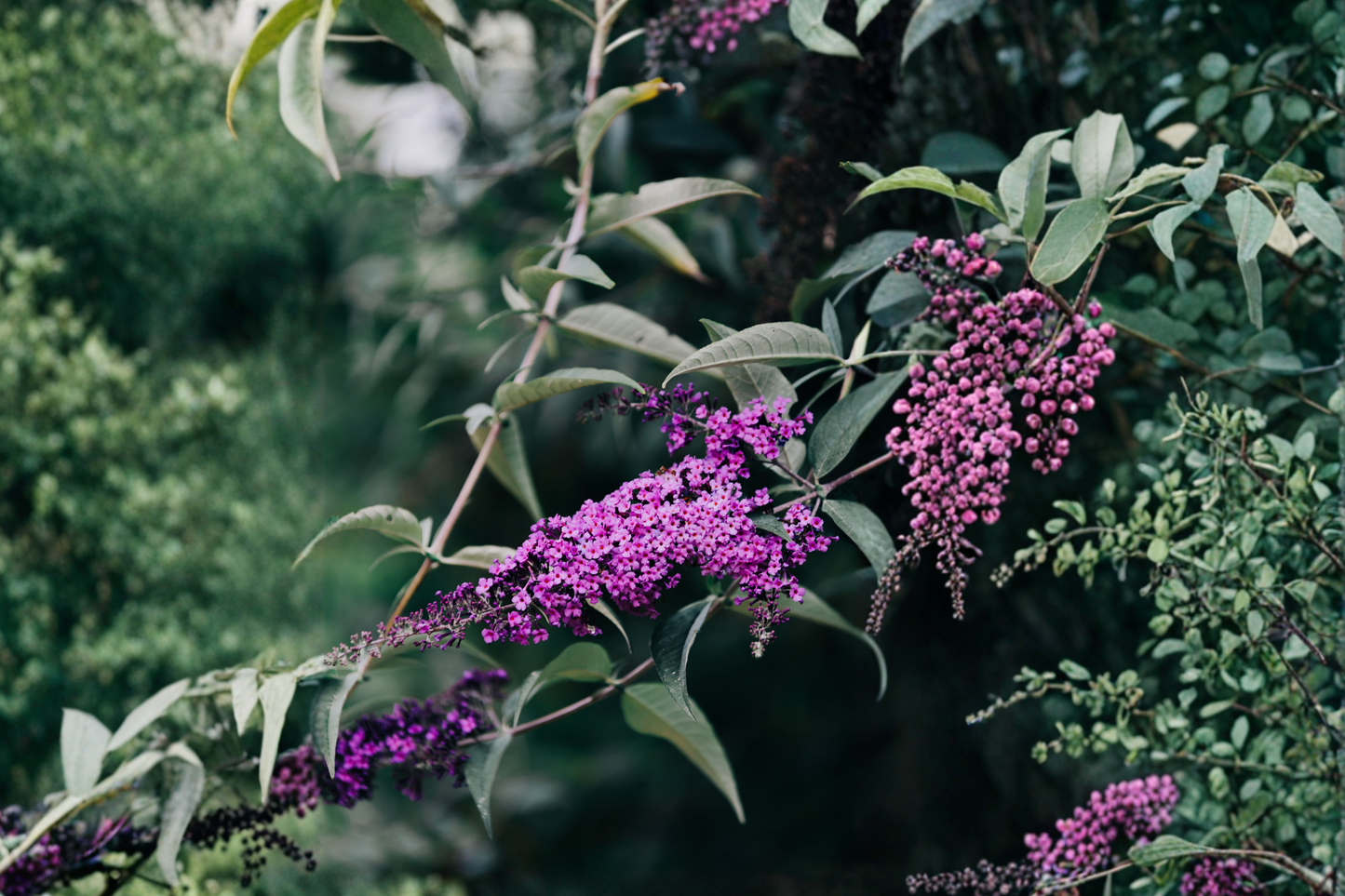 7 Purple Butterfly Bush Unrooted Cuttings 6 Inch – Buddleja davidii Live Plant Cuttings