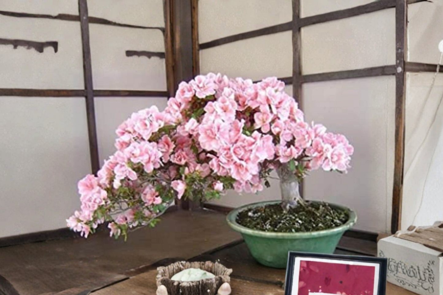 Rare Japanese Sakura Cherry Blossom Seeds 10 Pack Bonsai Flowering Tree Seeds Combined Shipping USA Seller