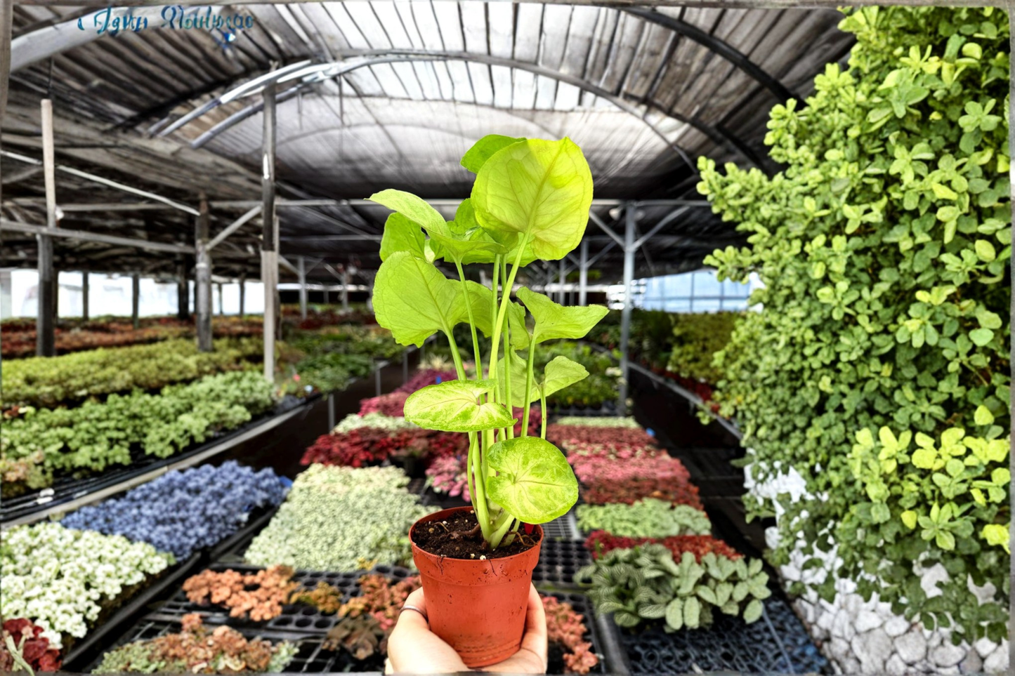2 Exact Syngonium 'Kiwi Delight' Live Plants – 4-Inch Potted Arrowhead Houseplants (Syngonium podophyllum)