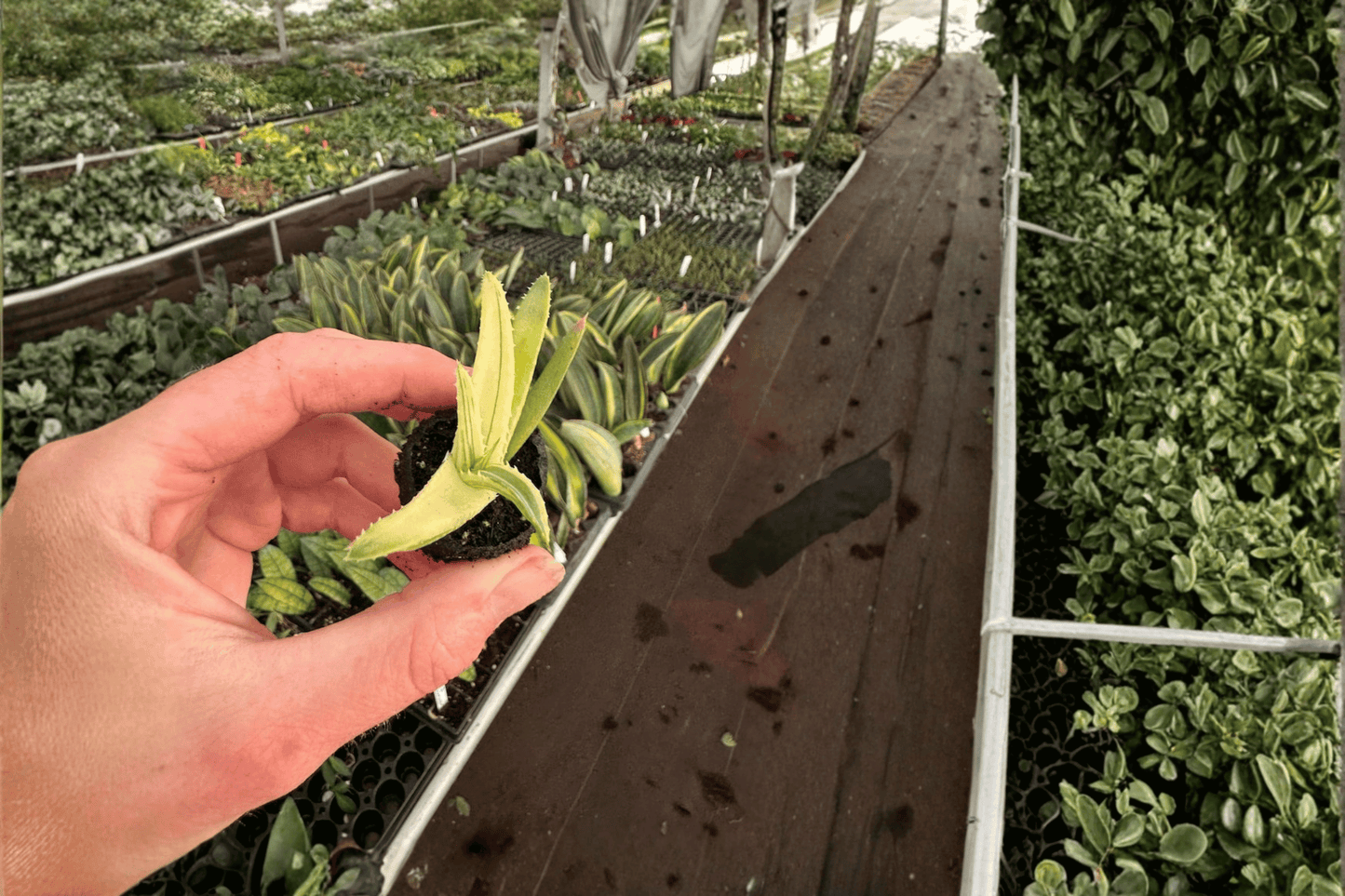 2 Aloe 'Solar Flare' Starter Plants Bare Root – Aloe 'Solar Flare'
