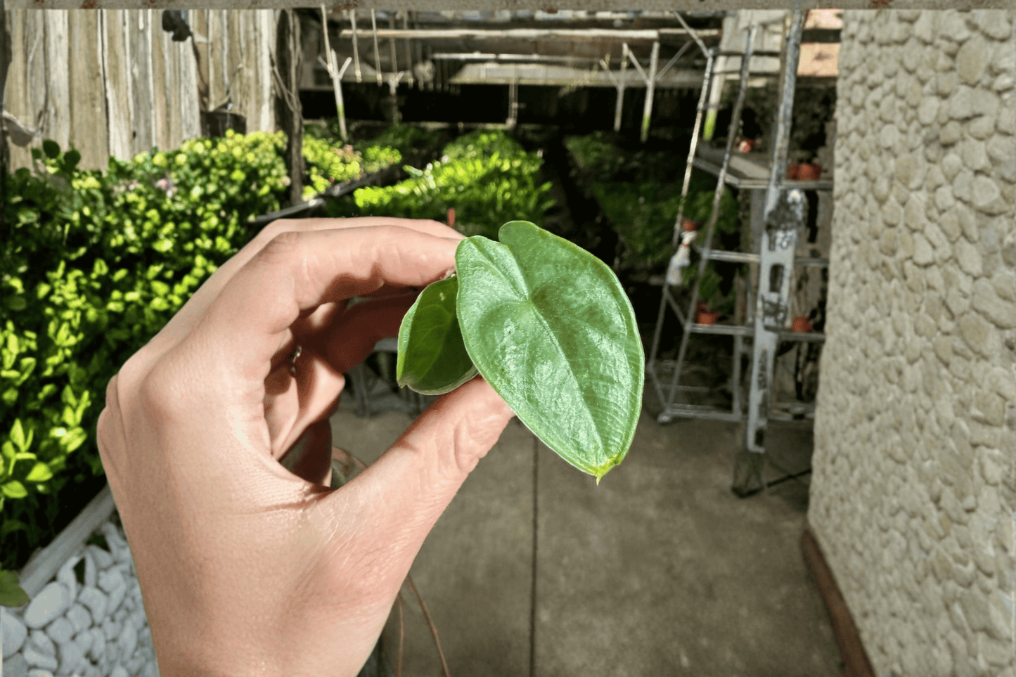 2 Alocasia puncak borneensis Starter Plants – Bare Root – Alocasia puncak borneensis