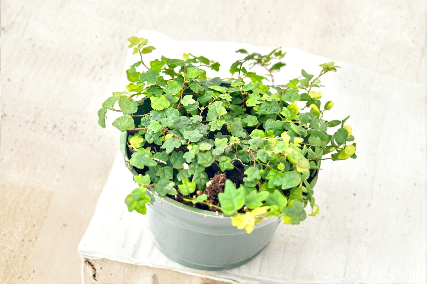 String of Frogs Live Plant Ficus Pumila Quercifolia Terrarium Starter Houseplant
