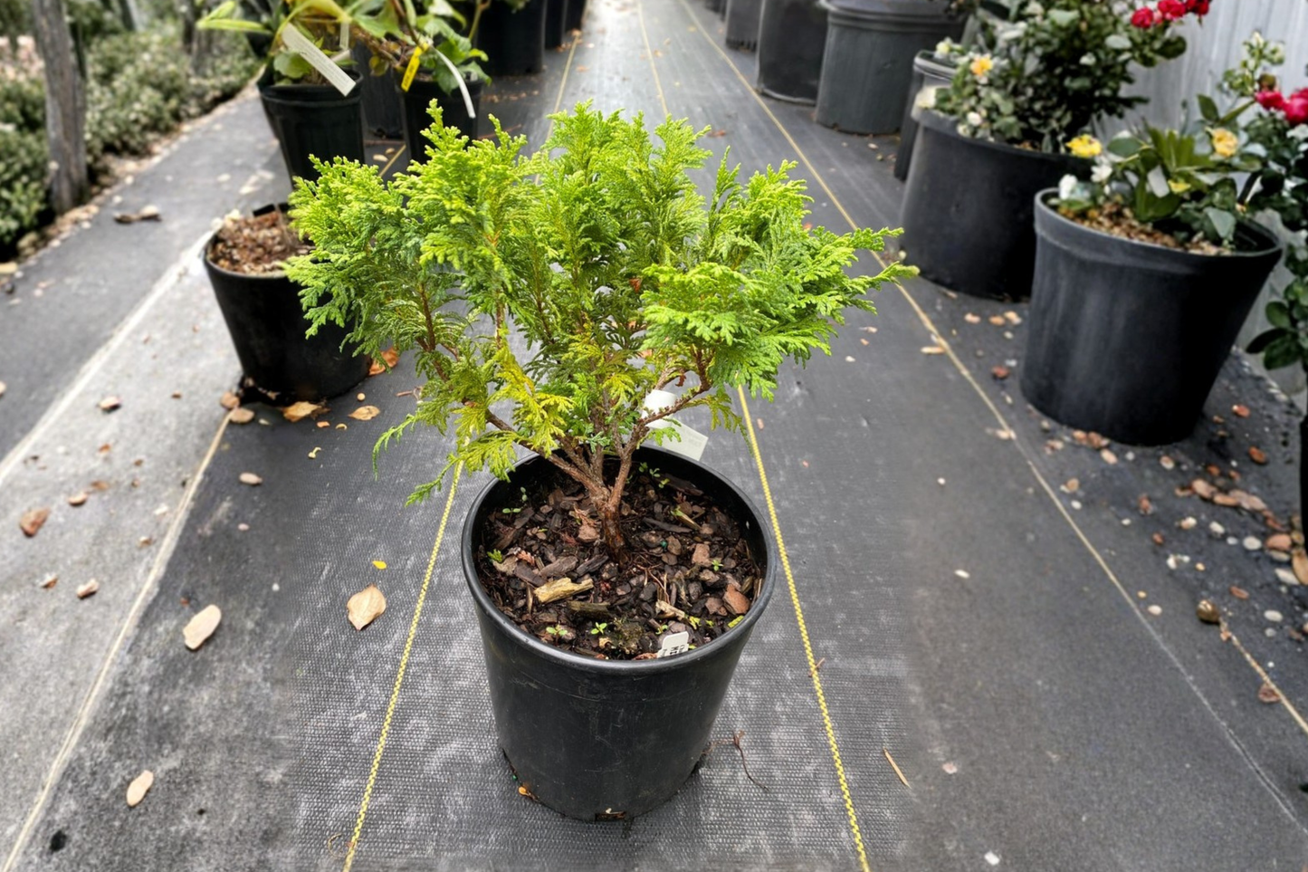 Dwarf Sawara Cypress ‘Minima’ 1 Gallon Live Plant – Chamaecyparis pisifera Compact Evergreen Conifer