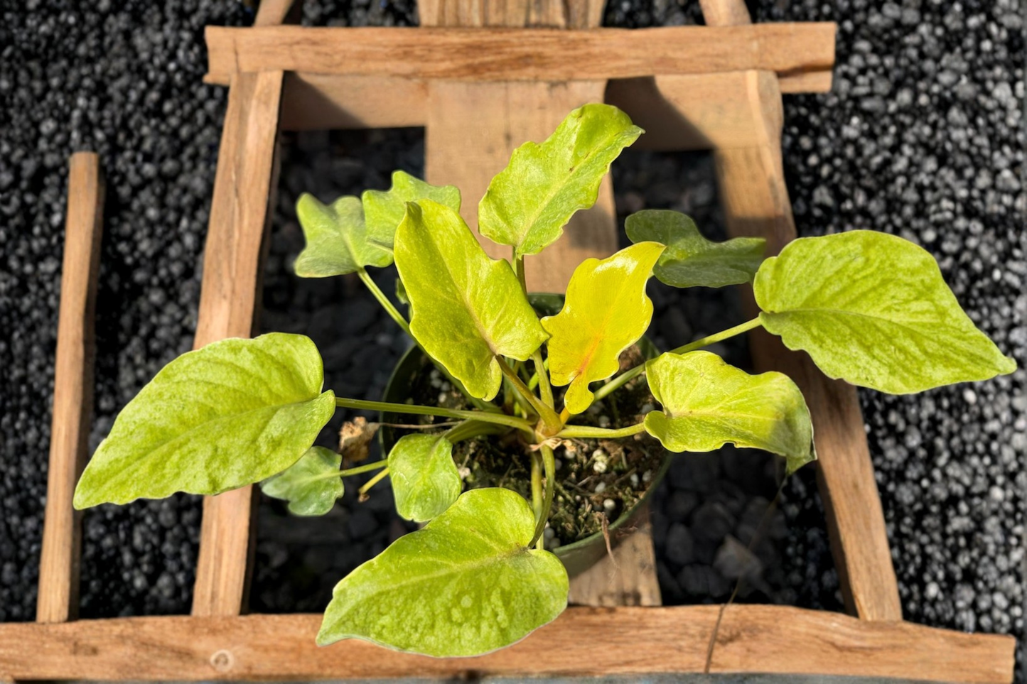 Philodendron Xanadu Golden Live Plant Rare Tropical Houseplant in 3 to 4 Inch Pot