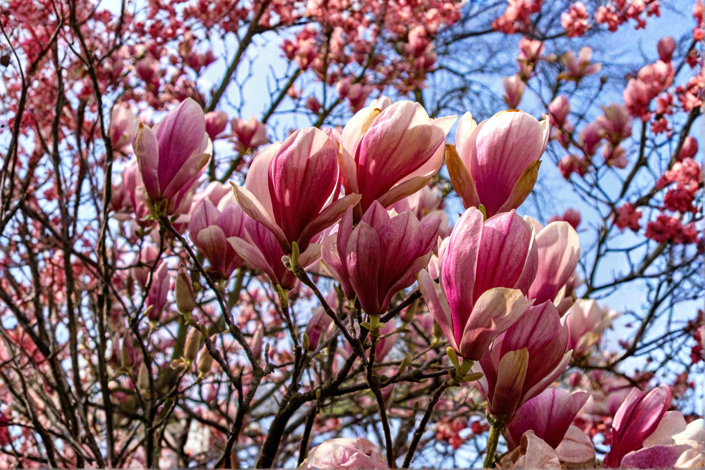 Jane Magnolia Live Plant 1 Gallon Pot Magnolia Jane Pink Purple Flowering Shrub Ornamental Garden Plant