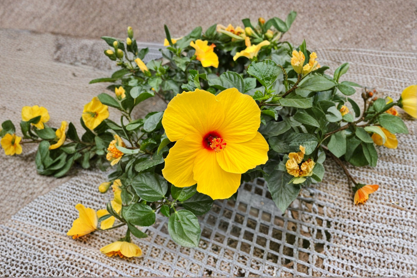 Yellow Hibiscus Live Plant Mature Flowering Plant With Buds or Blooms 1 to 1.5 Ft Tall Tropical Garden Plant Free Shipping
