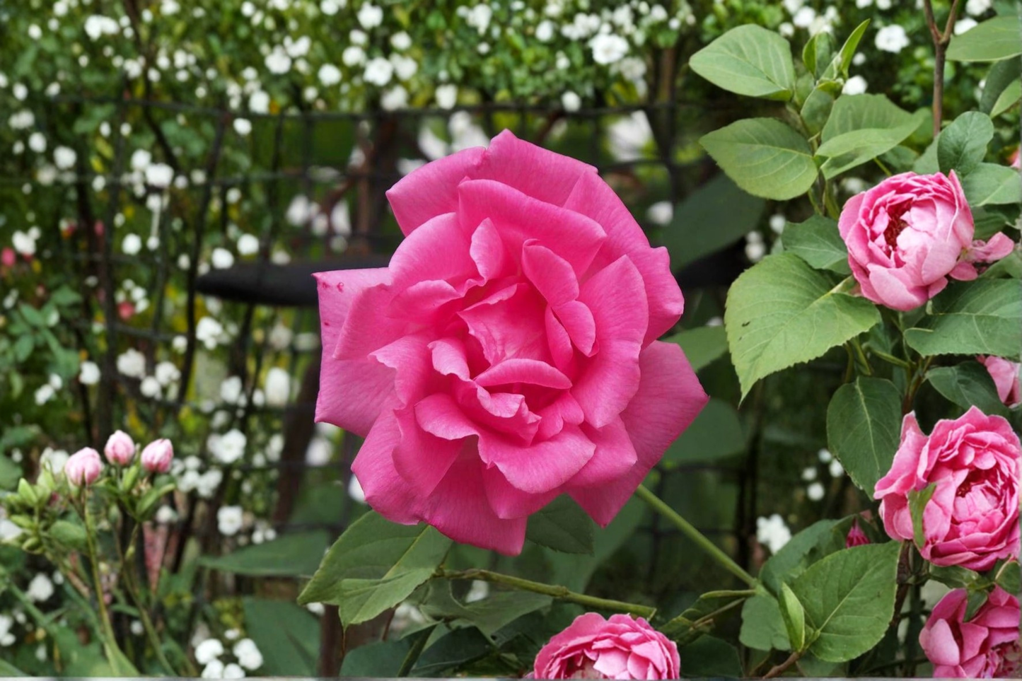 Peggy Martin Climbing Rose Live Plant Pink Rose Bush 2 to 3 Ft Climbing Rose Garden Plant Landscape Rose
