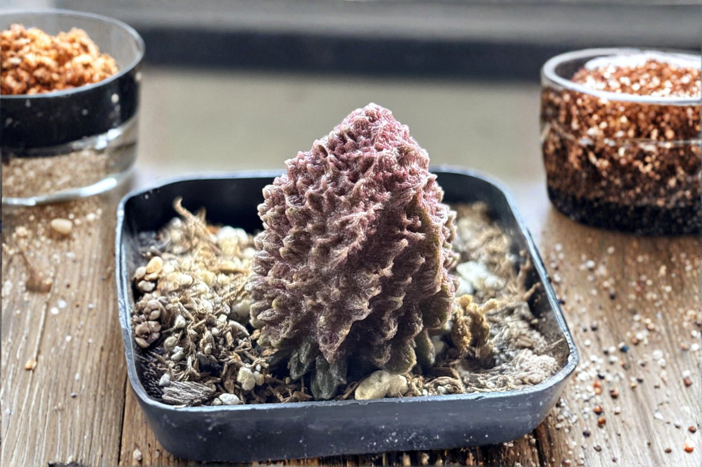 Adromischus marianae f. herrei Live Succulent Plant – Rare Collector Succulent