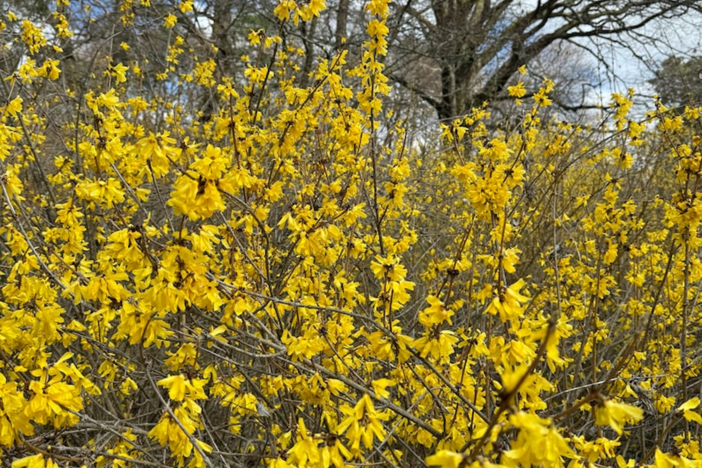 Forsythia ‘Vermont Sun’ 2 Gallon Live Plant – Early Yellow Flowering Shrub for Spring Garden Landscape