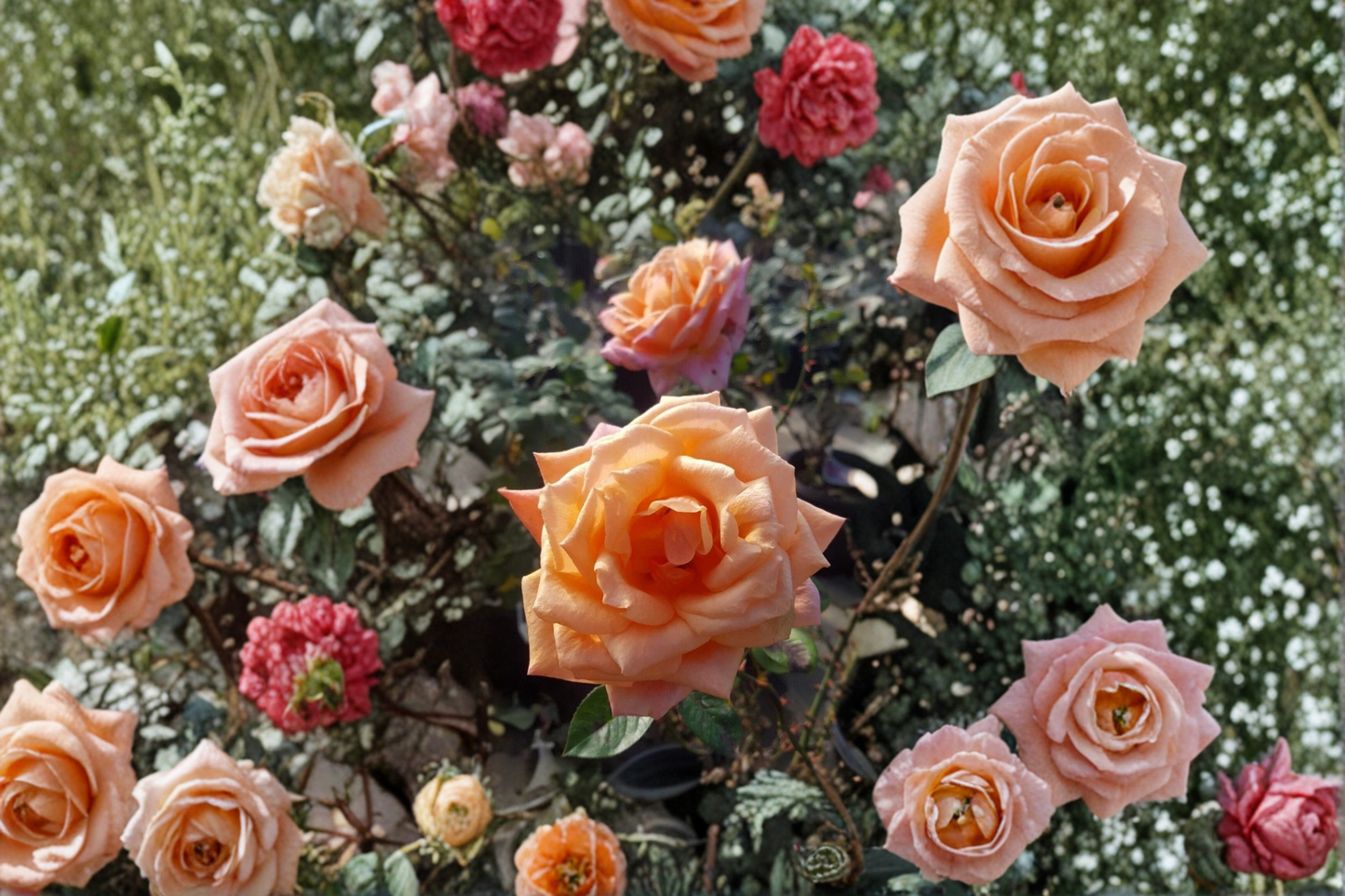 Arizona Grandiflora Rose Plant 3 Gallon Live Bush – Orange Yellow Rose Flowers Garden Shrub Landscaping