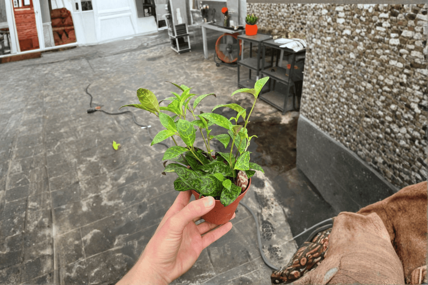 2 Black Pagoda Lipstick Plants in 4-Inch Pots – Aeschynanthus longicaulis Live Houseplants