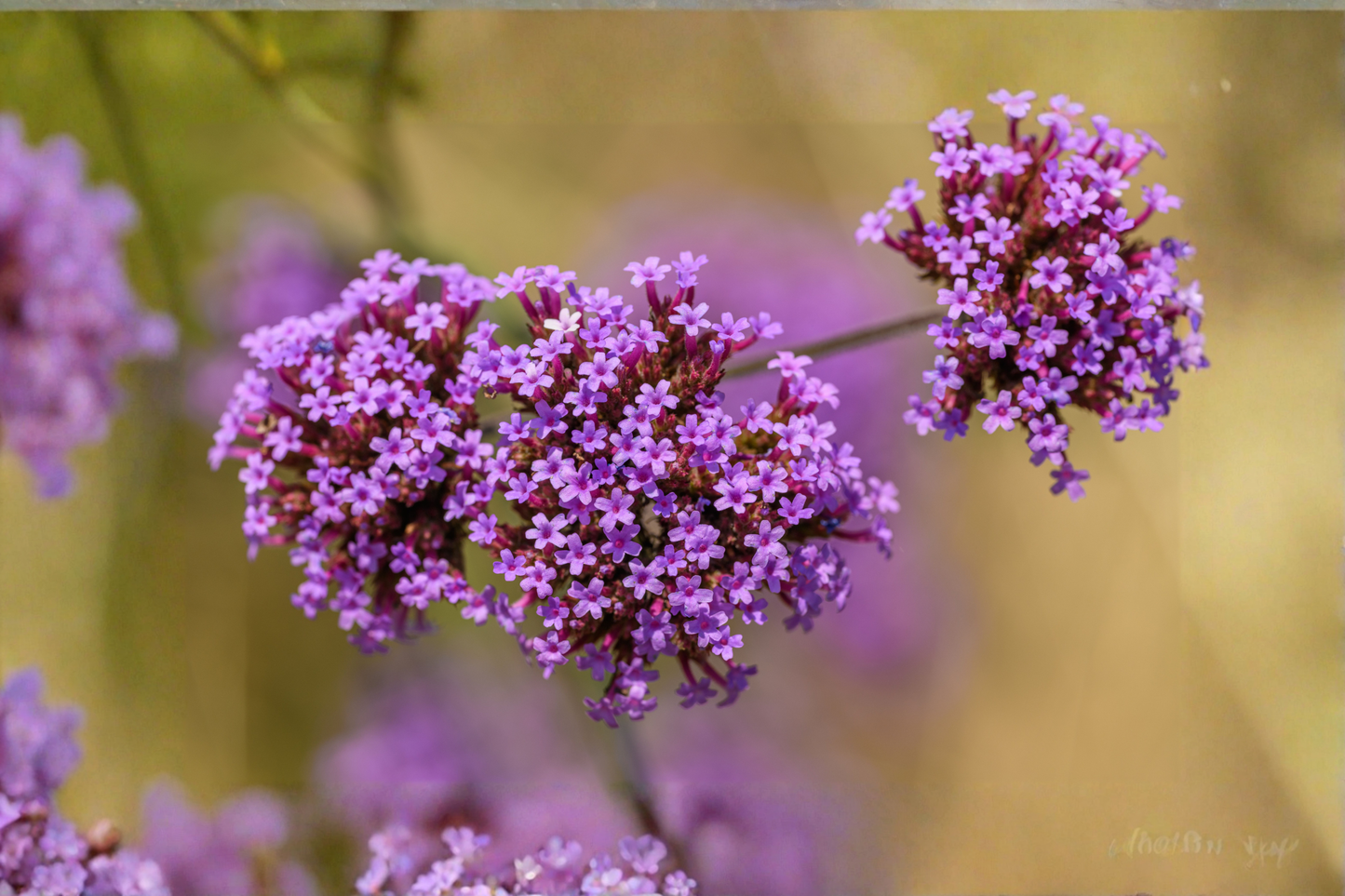 Purple Verbena Live Plant in 4-Inch Pot – Glandularia canadensis (Annual Vervain)