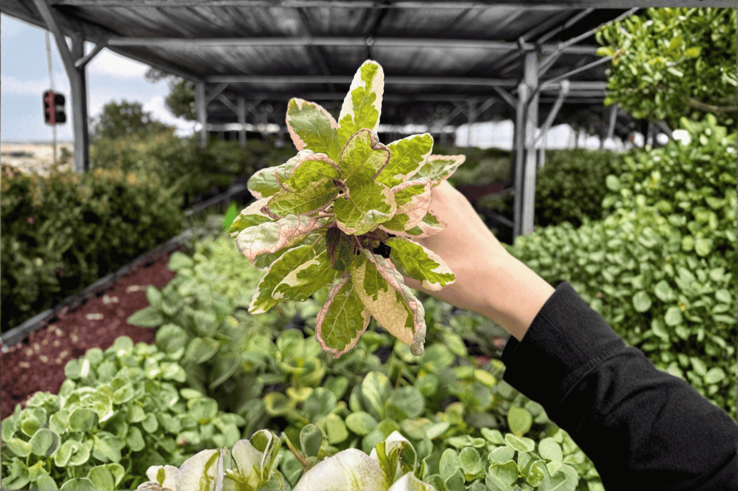 Pink Variegated Purple Waffle 2 Exact Live Plants – 4-Inch Pots – Hemigraphis alternata