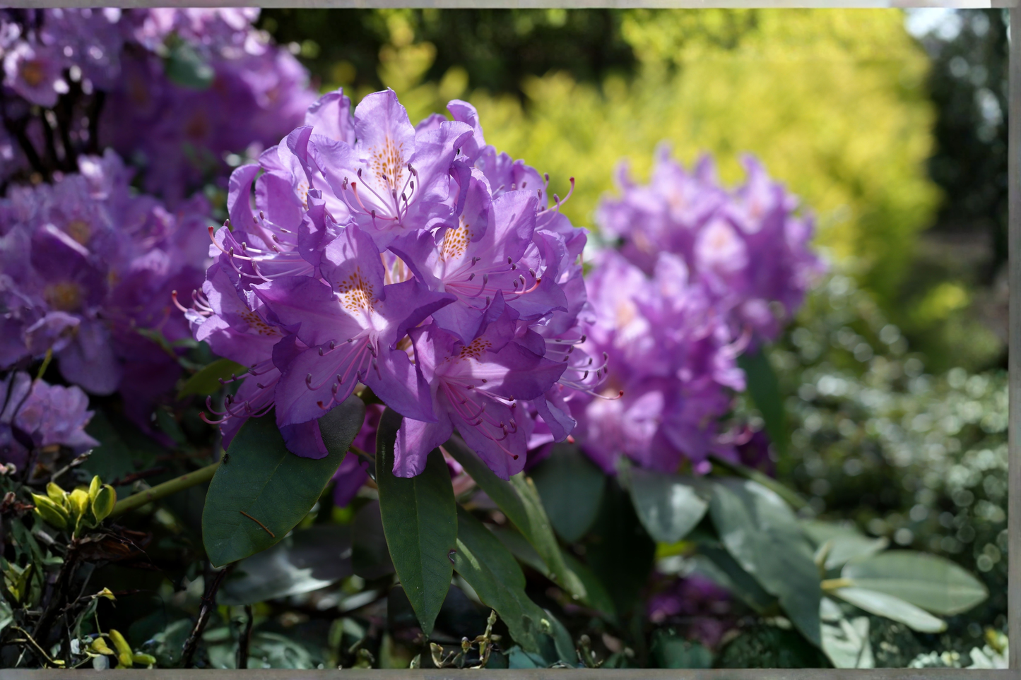 Blue Baron Rhododendron Live Starter Plant – L7 Size – 1 Live Plant