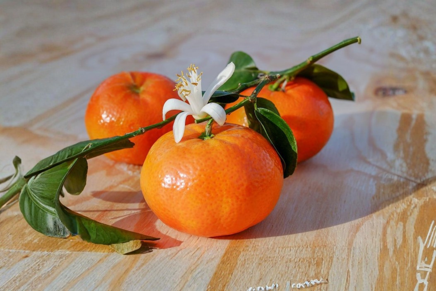 Grafted Owari Satsuma Tree Live Plant Semi Dwarf Mandarin Citrus Tree Self Pollinating Fruit Tree for Patio Garden