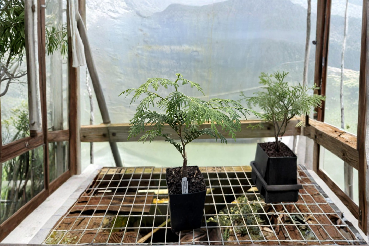 Dorset Yellow Arborvitae Live Plant 4 Inch Pot – Thuja occidentalis Dwarf Evergreen Golden Foliage Garden