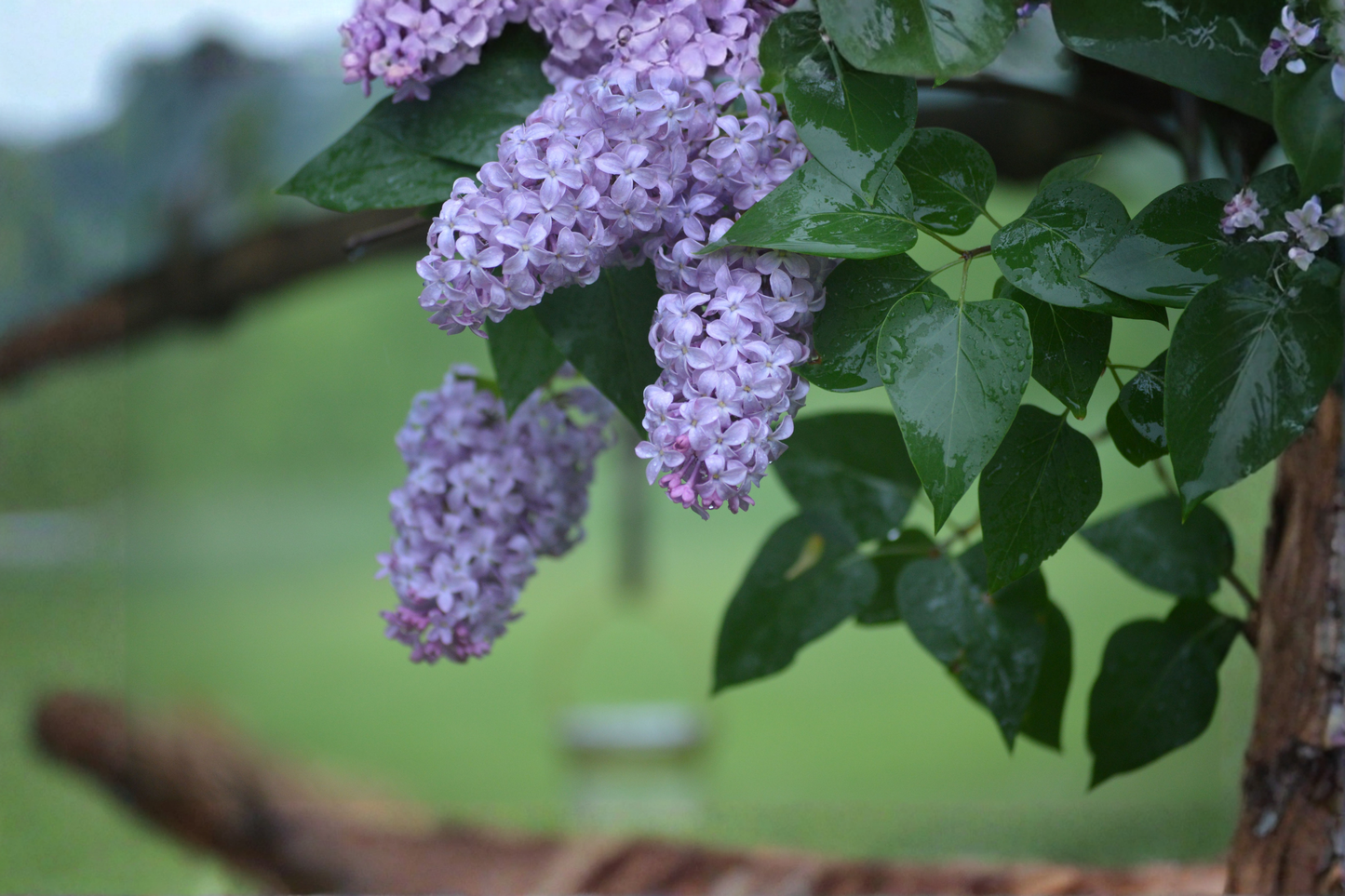 Old Fashioned Purple Lilac Bush Live Bare Root Plant 6–12 Inches – Syringa vulgaris