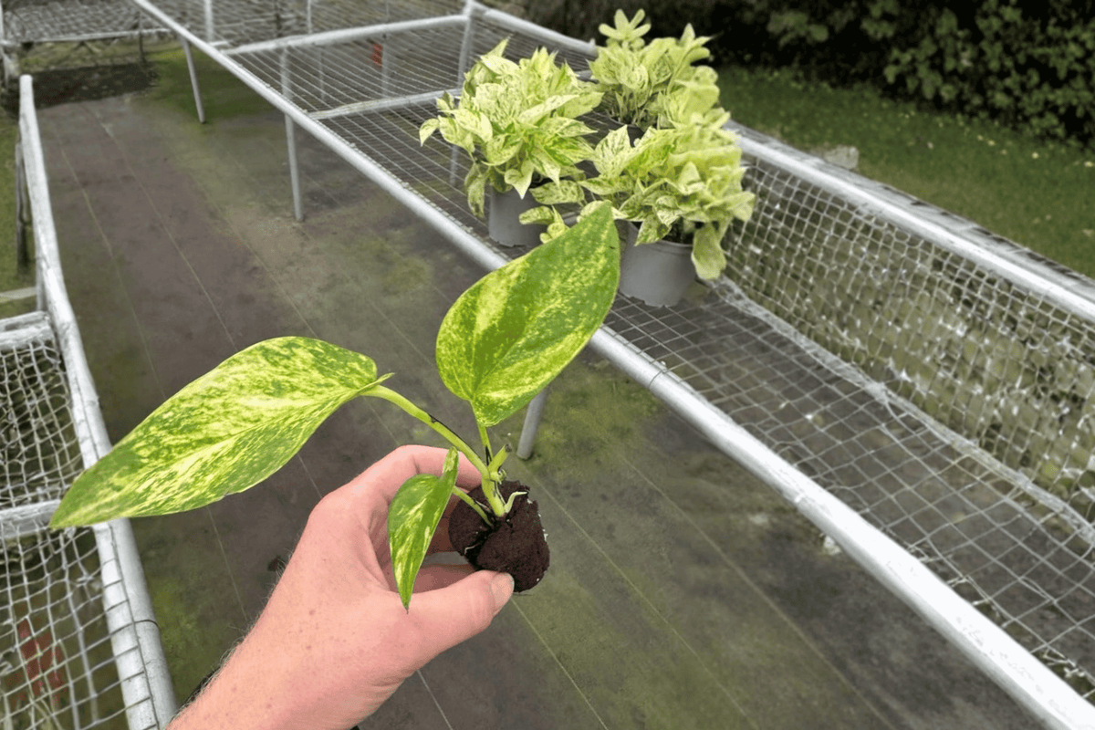 Golden Churchill Pothos 2 Live Starter Plants – Epipremnum aureum