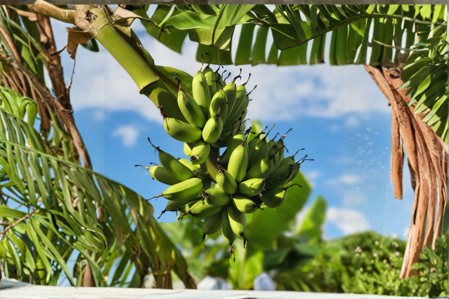 Dwarf Cavendish Banana Live Plant – 3-Inch Pot – Musa acuminata 'Dwarf Cavendish'
