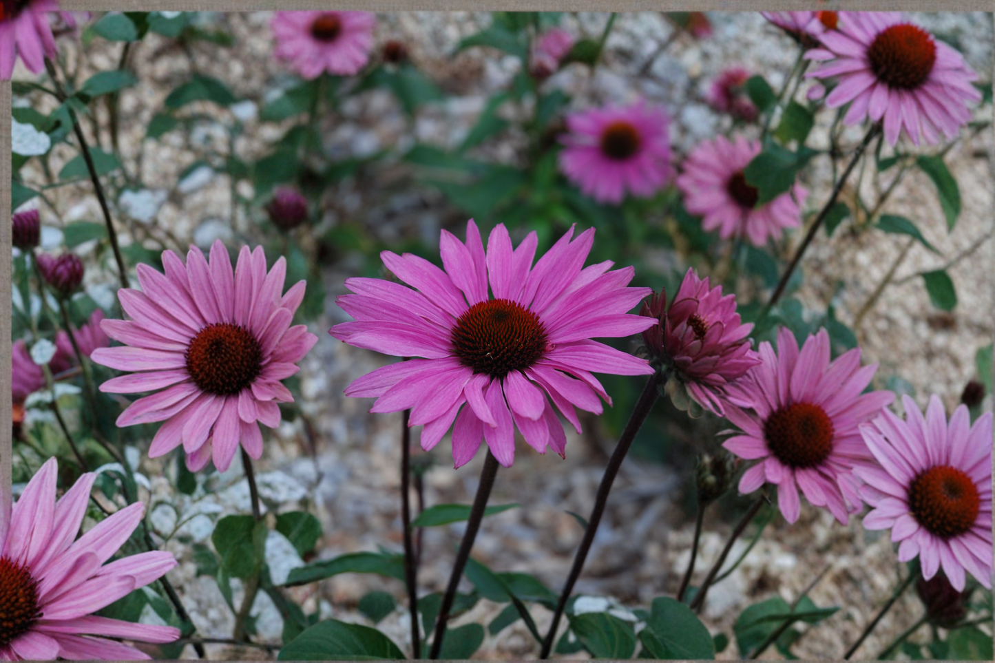 Purple Emperor Coneflower Live Plants 3 Rooted Starters in 1 Qt Pots Echinacea Purple Perennial Garden Flower