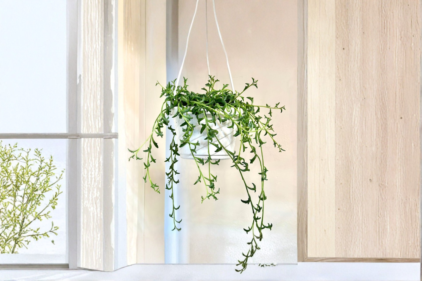 String of Dolphins Live Plant Curio Peregrinus Hanging Succulent Indoor Houseplant Rooted 6 Inch Basket Gift