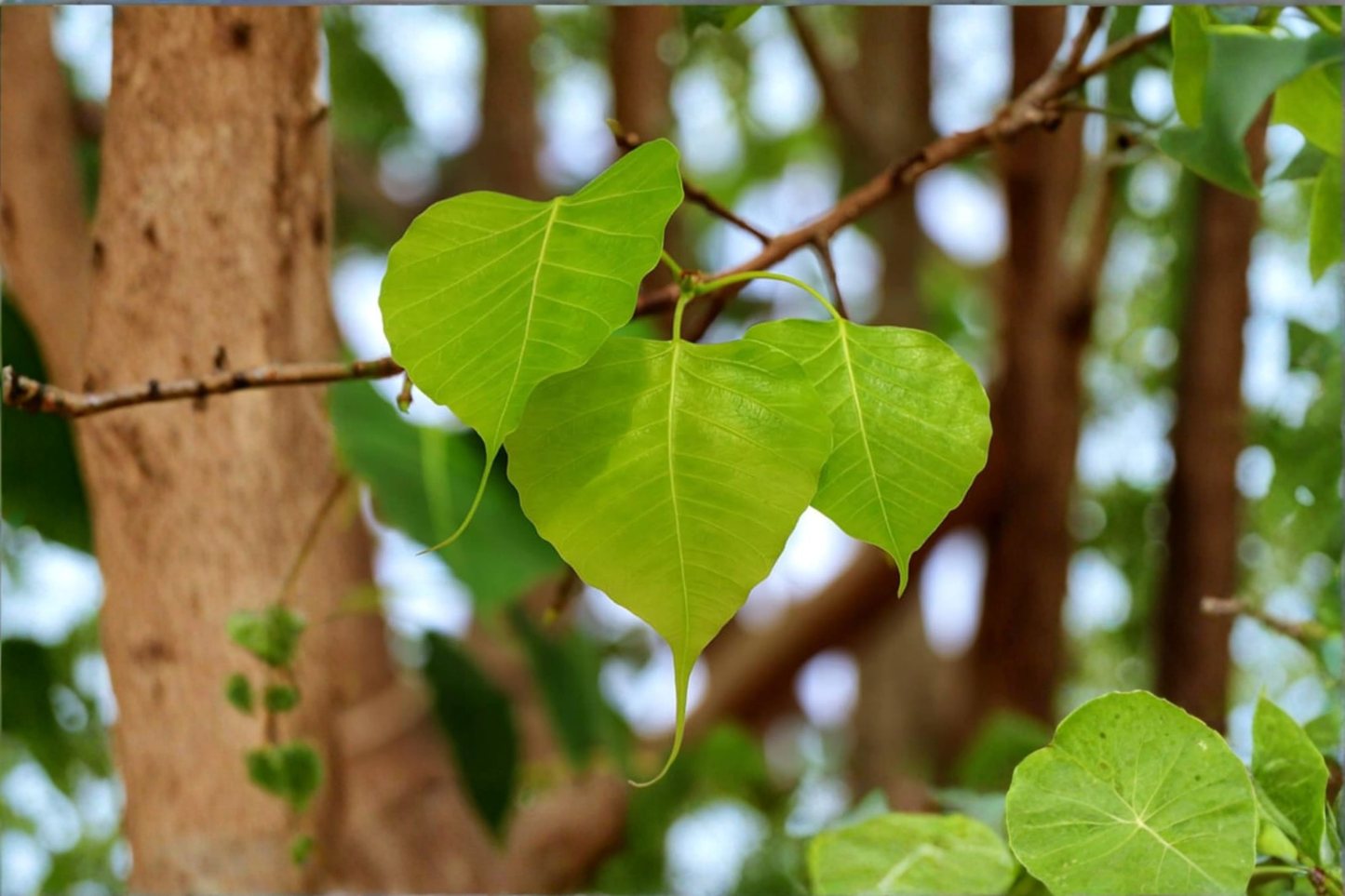 Sacred Fig Fresh Leaves 10 Plus Ficus religiosa Peepal Ashwattha Bodhi Leaves Natural Craft Decor Supply