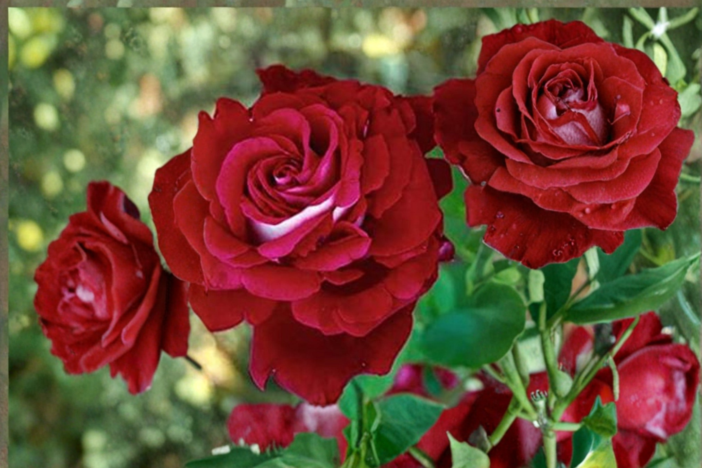 Scarlet Red and White Rose Seeds Rare Two Tone Rose Bush Variety 20 Seeds Ornamental Garden Flower Planting