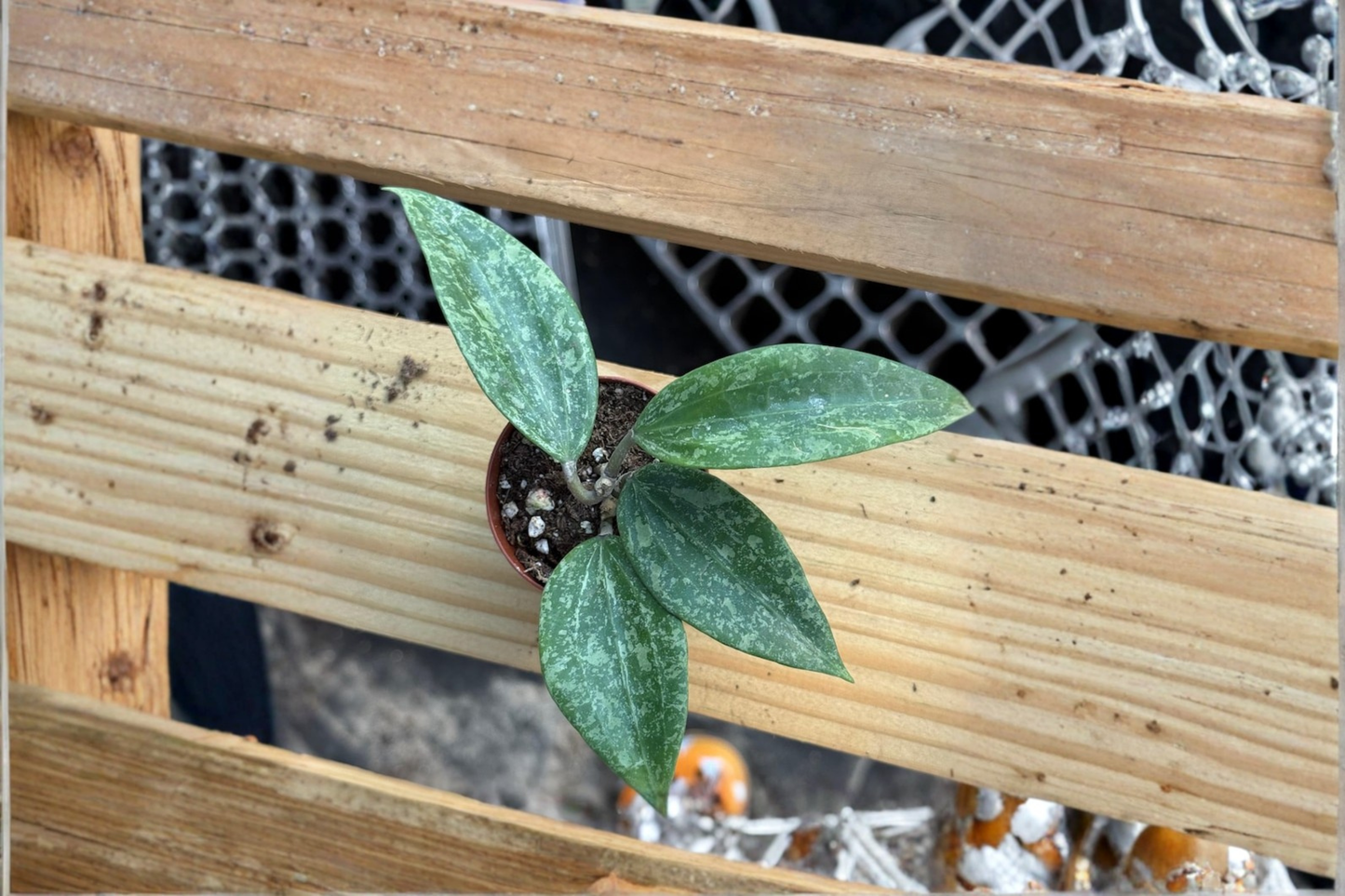Hoya Rangsan Splash Live Plant Variegated Hoya Starter Plant Rare Houseplant in 2 Inch Pot