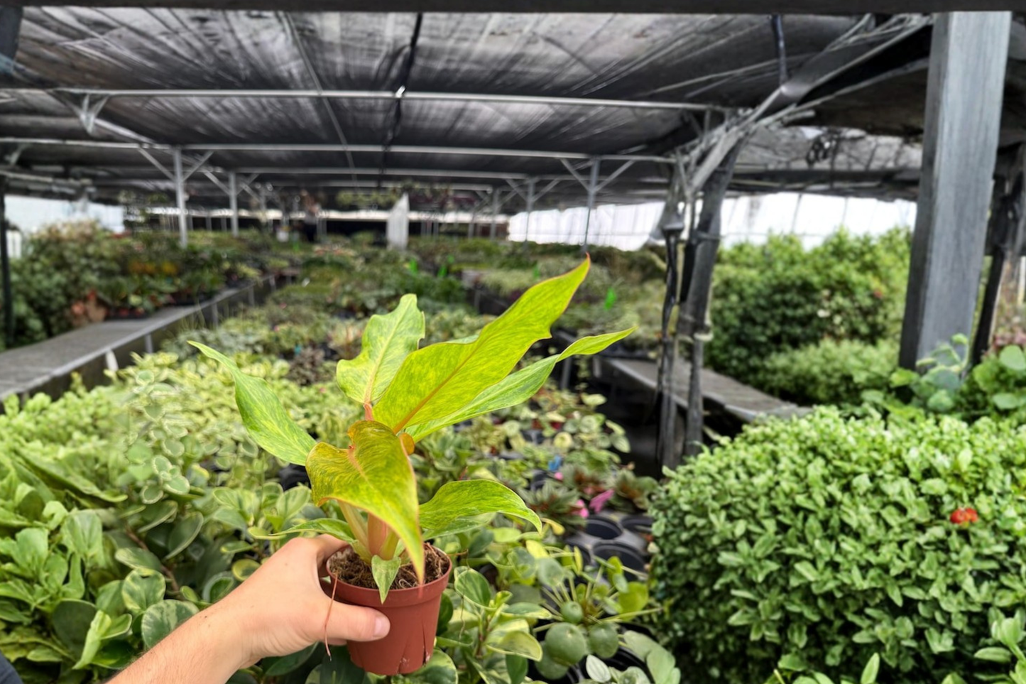 Philodendron Orange Marmalade 2 Exact Live Plants – 4-Inch Pots