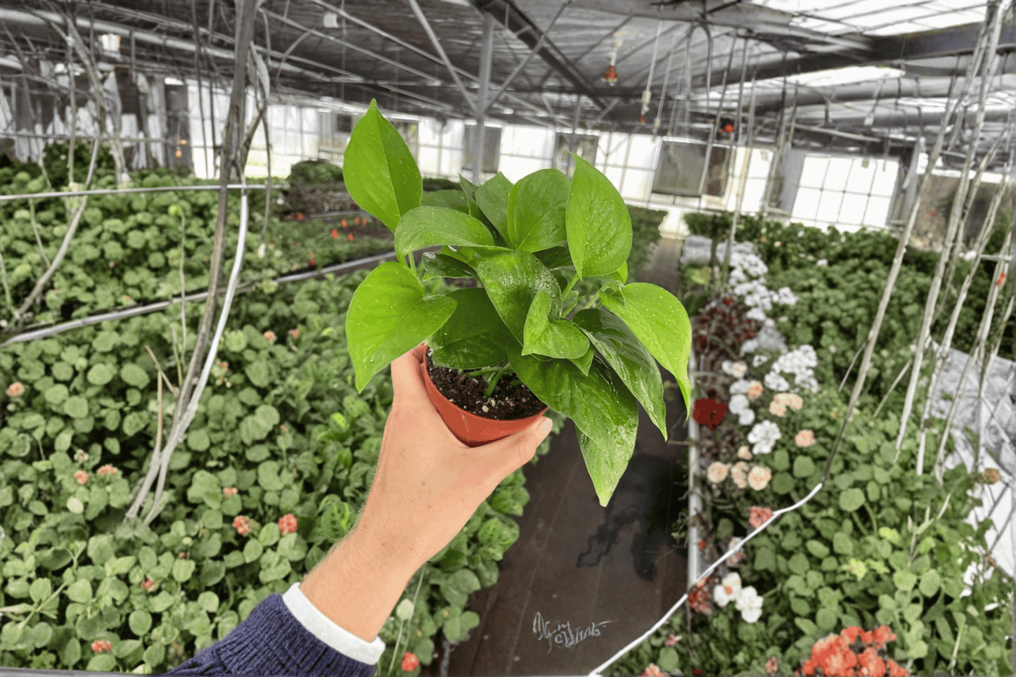 Jade Pothos 2 Live Plants – 4-Inch Multi-Plant Pots – Epipremnum aureum