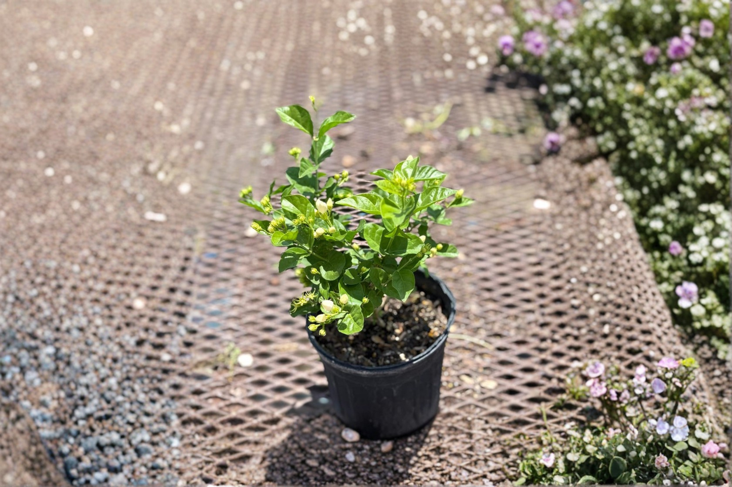 Arabian Sambac Jasmine Live Plant 1 Gallon Pot Indoor Outdoor Flowering Garden Plant