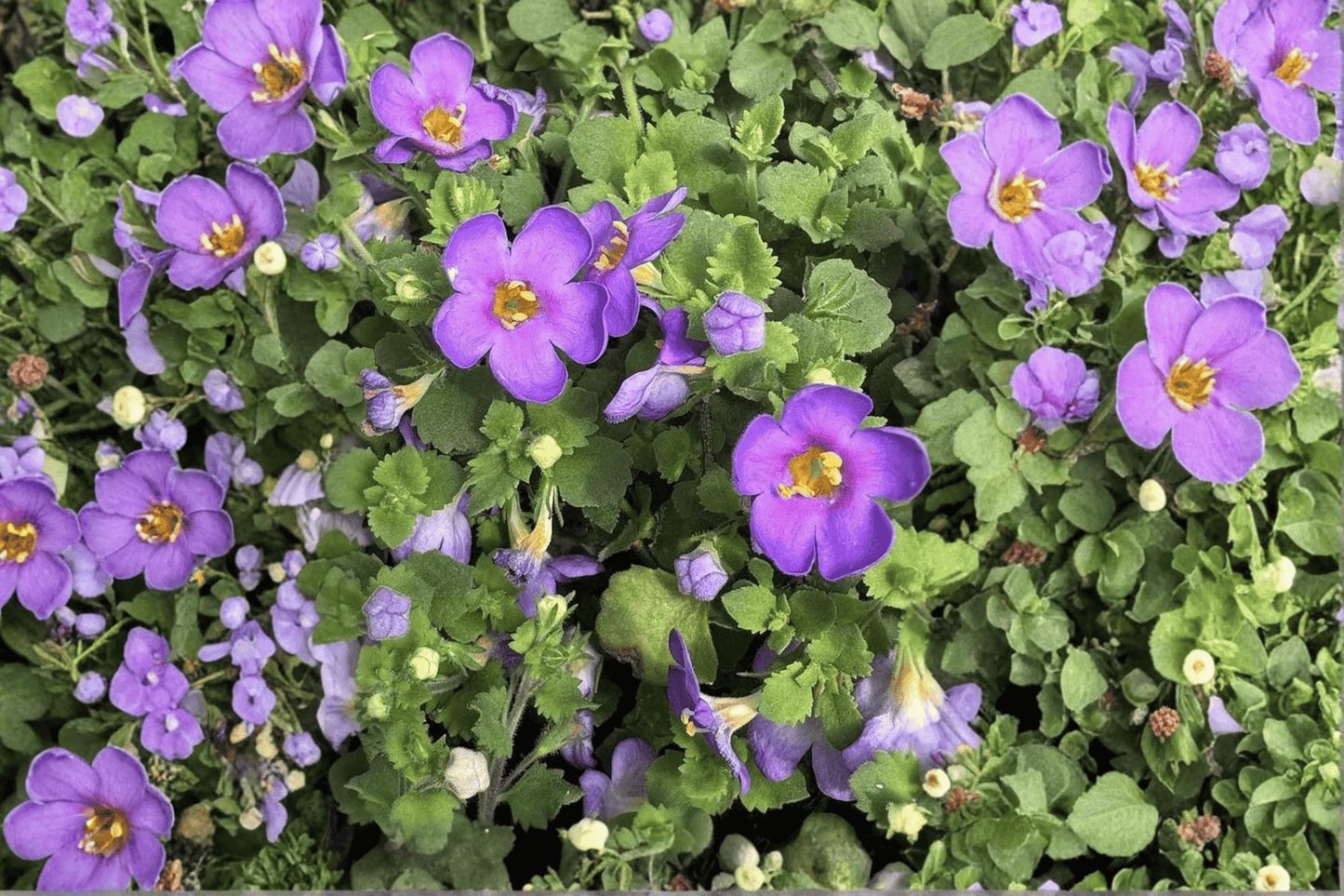 Epic Blue Bacopa 1 Live Plant – 4-Inch Pot – Sutera cordata ‘Epic Blue’