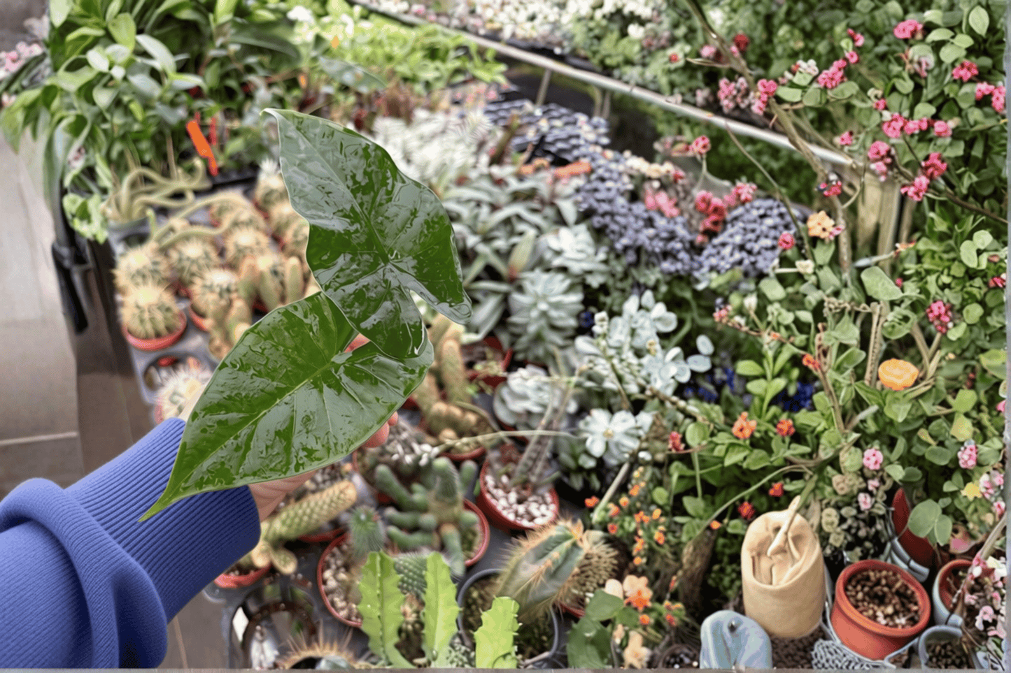 Alocasia Sumo 2 Starter Live Plants – Alocasia ‘Sumo’