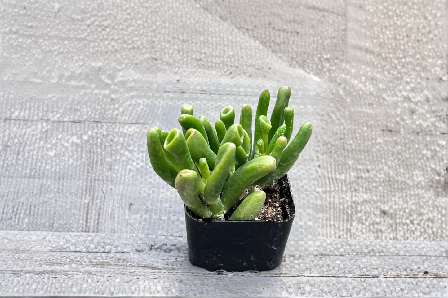 Gollum Jade Succulent Live Plant Crassula Ovata 4 Inch Pot Shrek Ear Houseplant