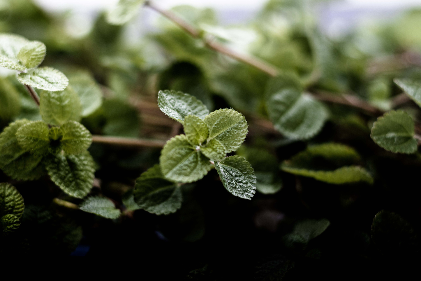 Swedish Ivy Live Plant in 4-Inch Nursery Pot – Plectranthus verticillatus