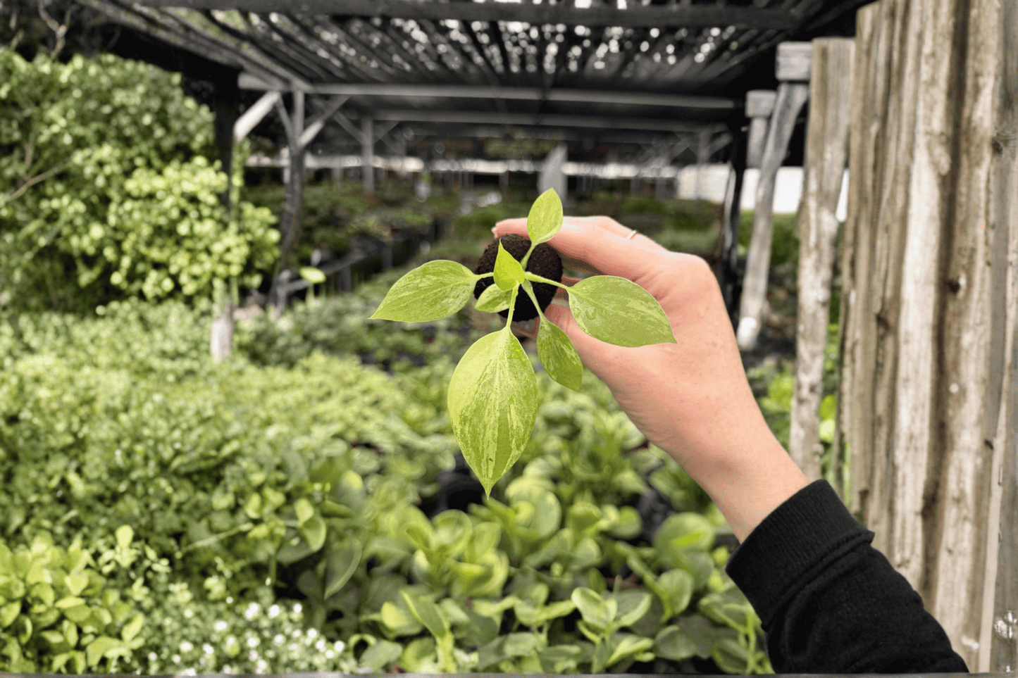2 Exact Philodendron Warscewiczii Variegated Starter Plants – Philodendron warszewiczii Variegated