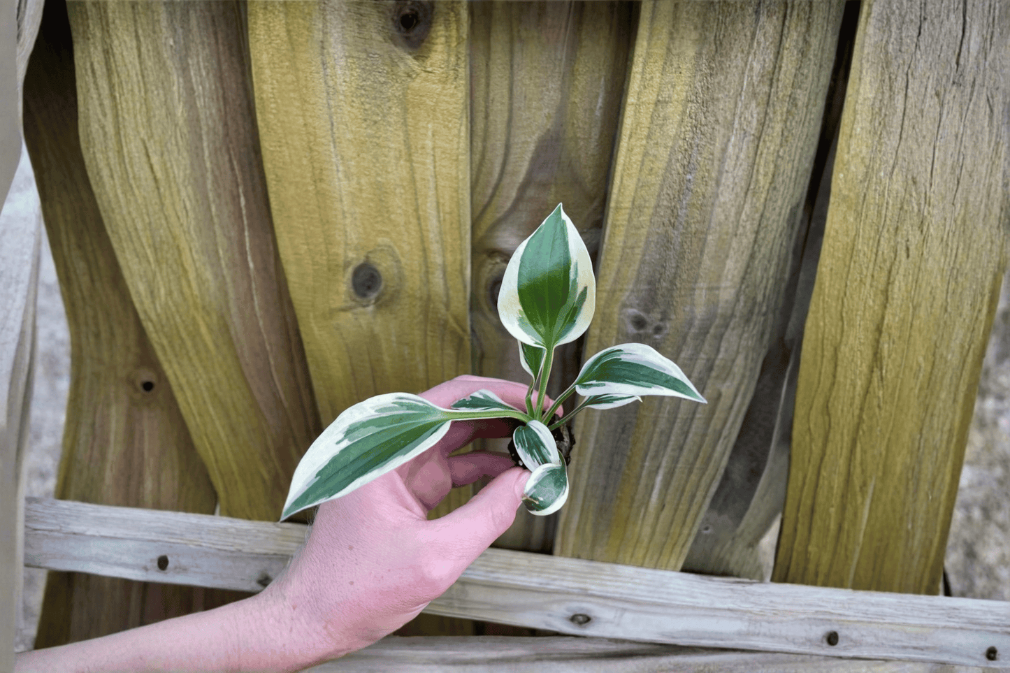 Hosta ‘Patriot’ 2 Live Starter Plants – Hosta Hybrid