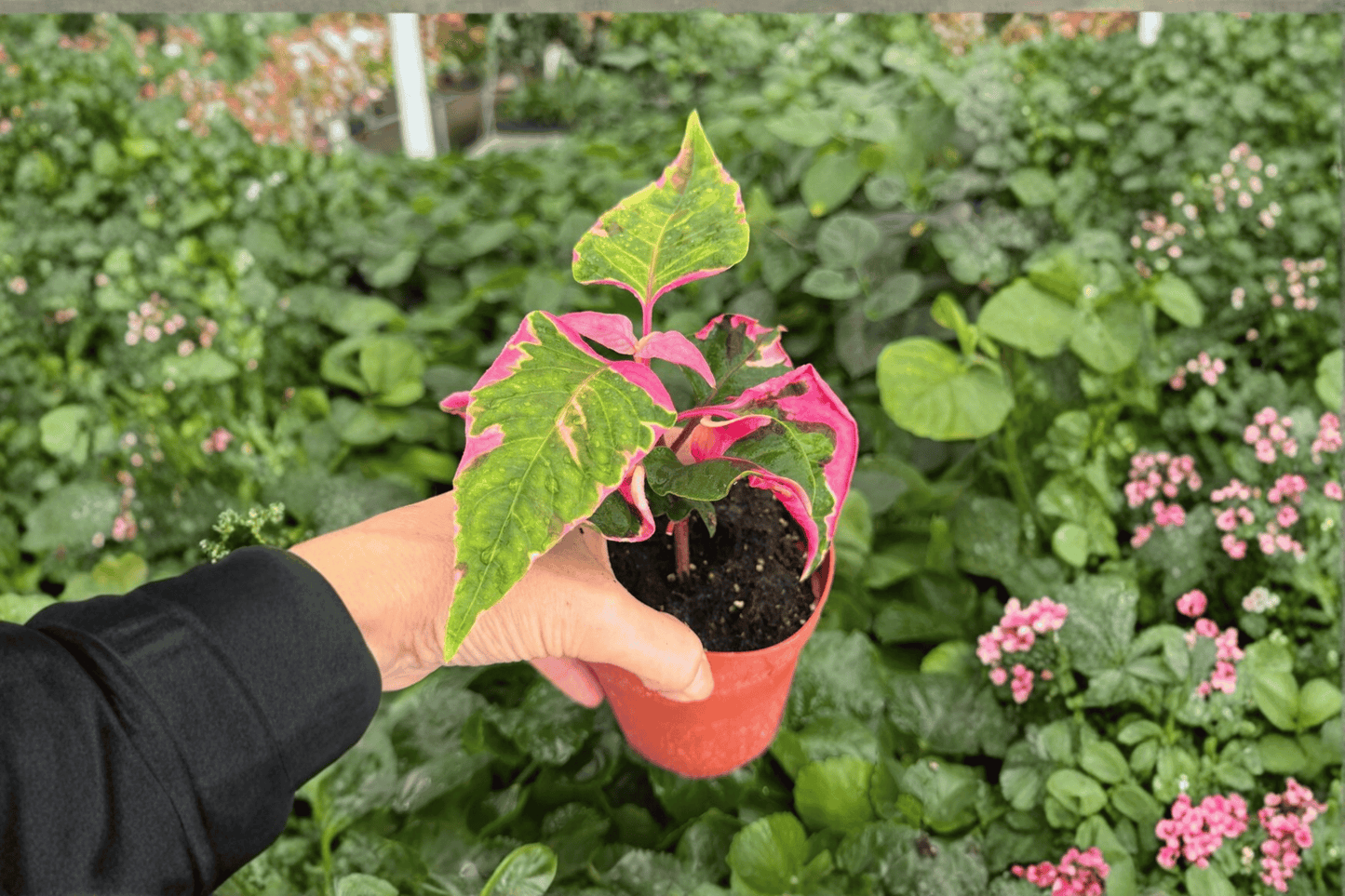 2 Exact Alternanthera 'Party Time' Live Plants in 4-Inch Pots – Alternanthera ficoidea 'Party Time'