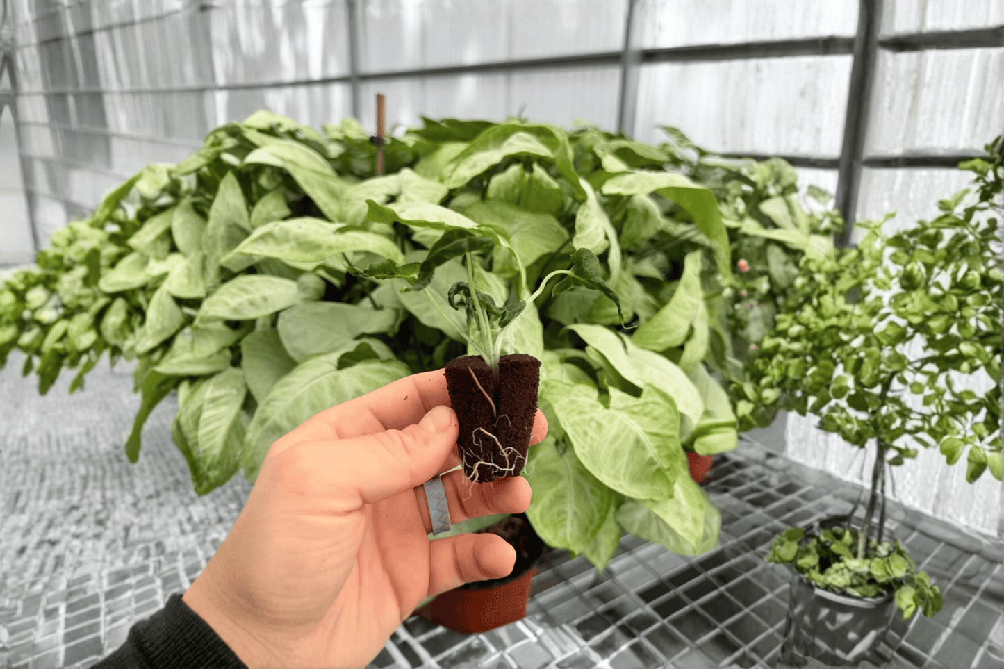Alocasia Loco 2 Exact Live Starter Plants – Alocasia ‘Loco’