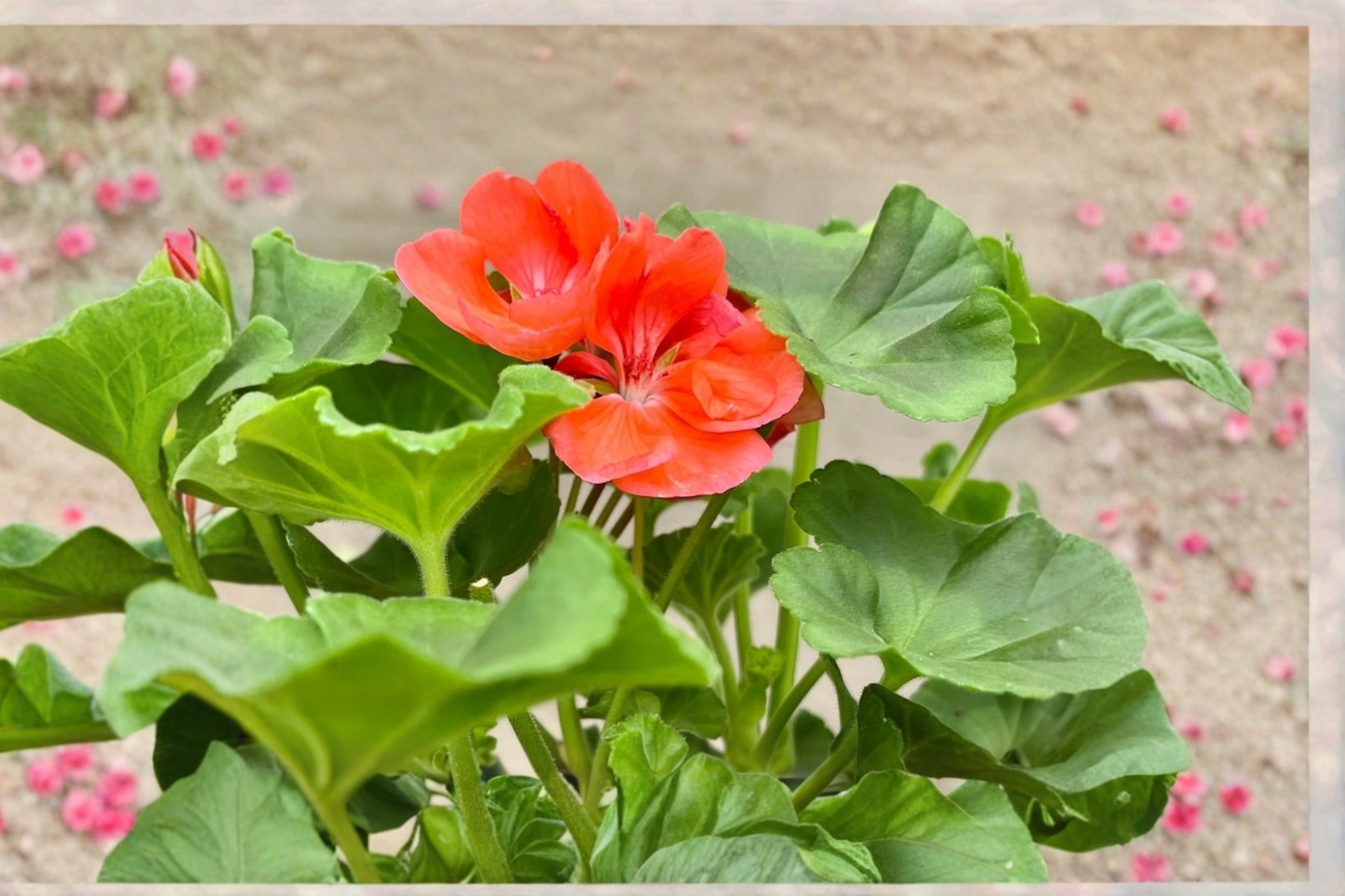 Dark Salmon Geranium Live Plant Fragrant Flowering Pelargonium Mature Garden Plant Ships Without Pot Free Shipping