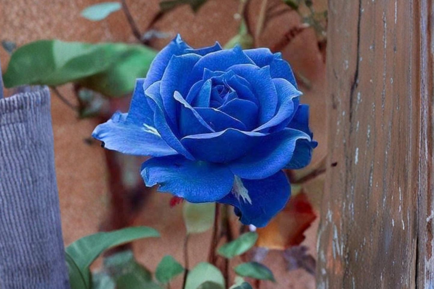 Midnight Blue Rose Seeds Rare Blue Purple Rose Bush Variety 30 Seeds Ornamental Garden Flower Planting Pack