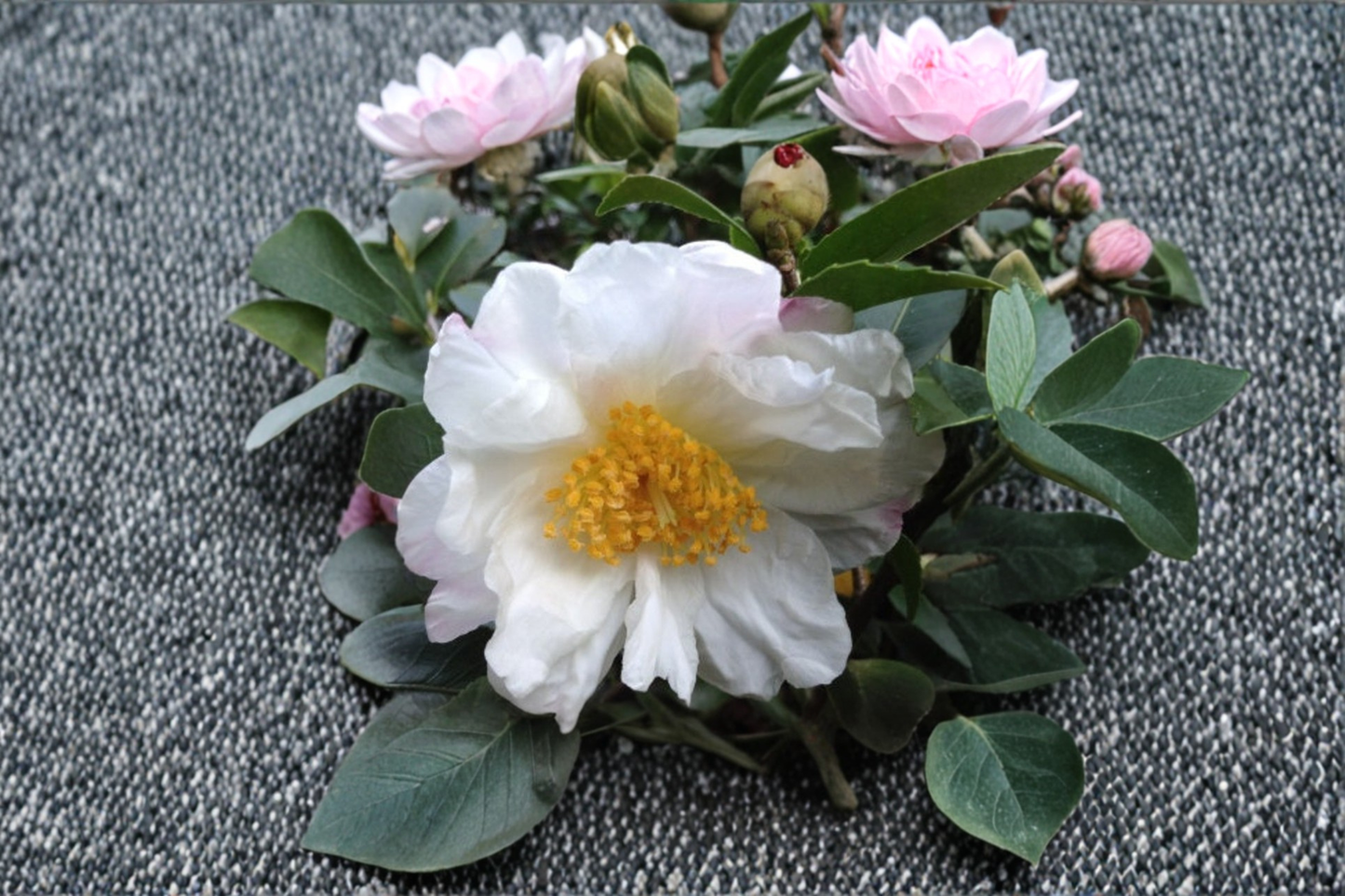 Cold Hardy Camellia ‘Winter’s Cupid’ 1 Gallon Live Plant – Pink Winter Bloom Shrub for Zone 6 Garden Landscape