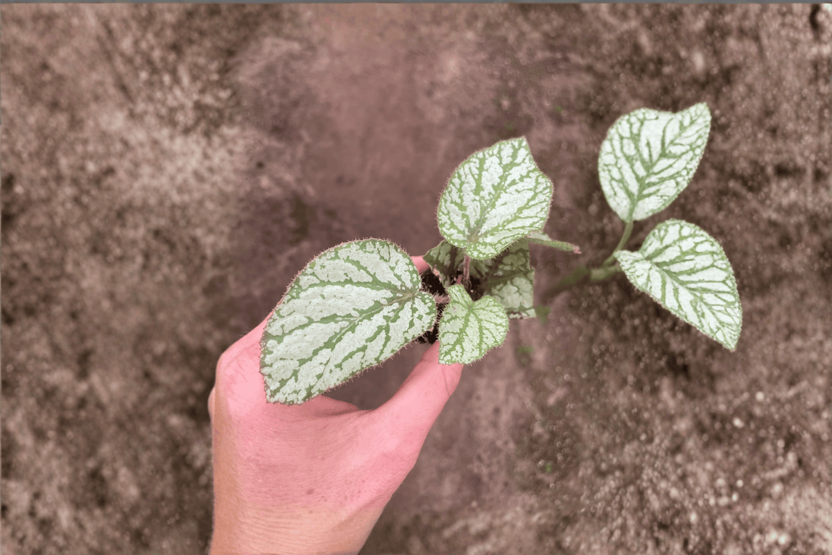 2 Begonia U309 Starter Plants – Bare Root Live Begonias