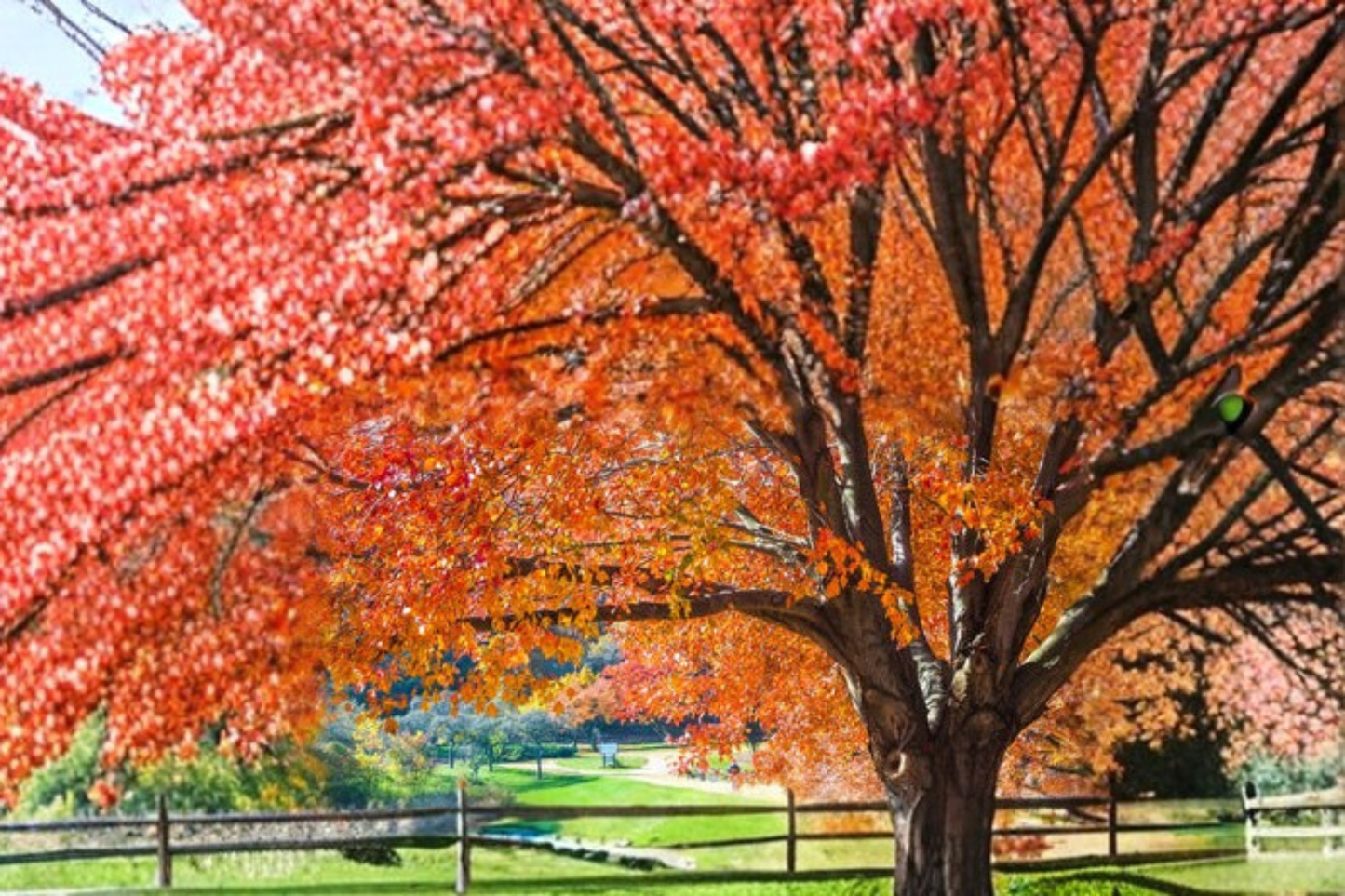 Brandywine Maple 4'-6' Trees Very Fast Growing Shade Tree Fall Color Plan