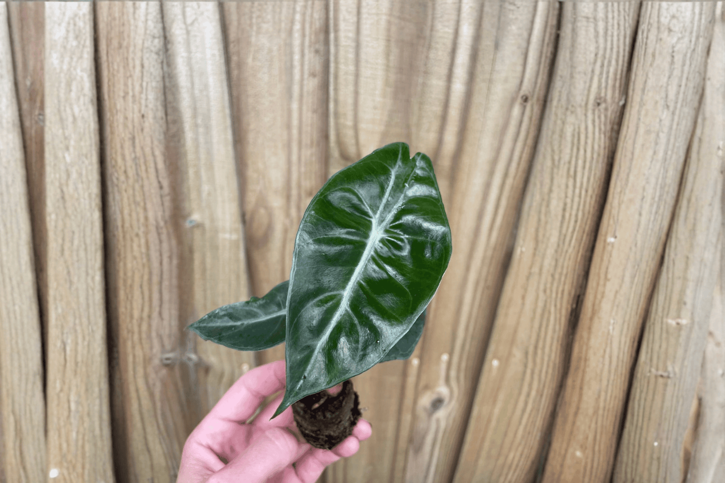 2 Alocasia 'Purple Night' Starter Plants – Bare Root – Alocasia Hybrid Live Plants