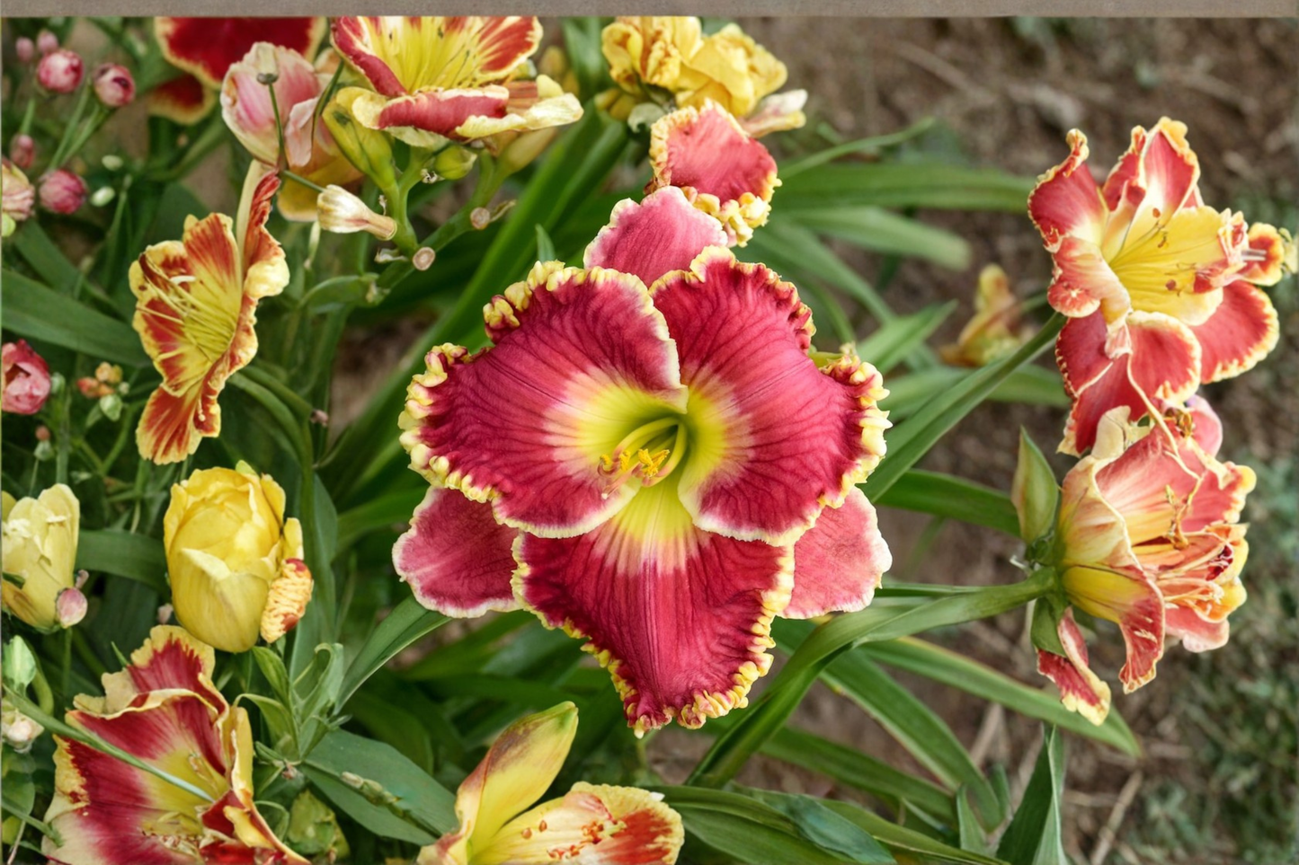 Born to Run Daylily 3 Bare Root Plants Red Orange Flower Perennial Easy Care Garden Border Hemerocallis