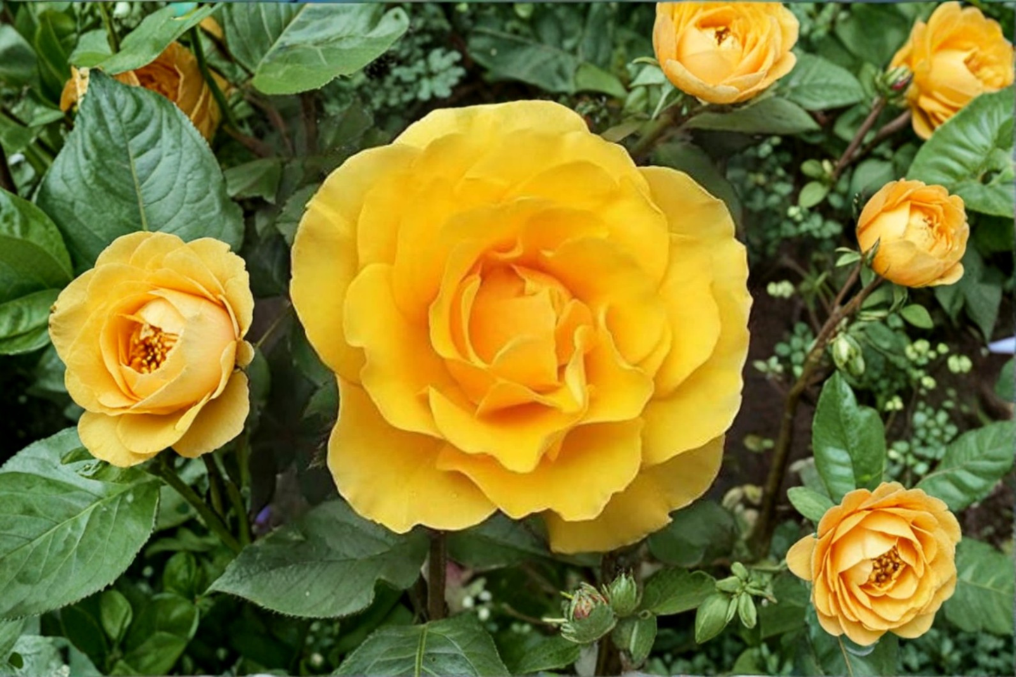 Rare Yellow Rose Seeds 20 Pack Ornamental Rose Bush Flower Seeds Combined Shipping USA Seller