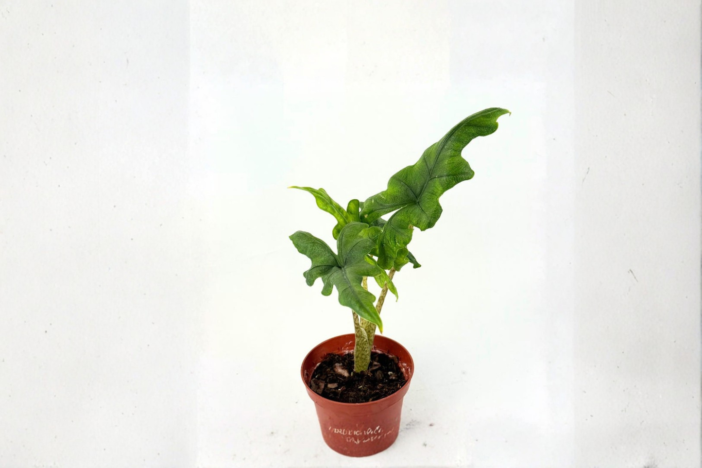 Alocasia Jacklyn Live Plant Rooted Tropical Elephant Ear Houseplant in 4 Inch Pot Indoor Plant Gift Decor