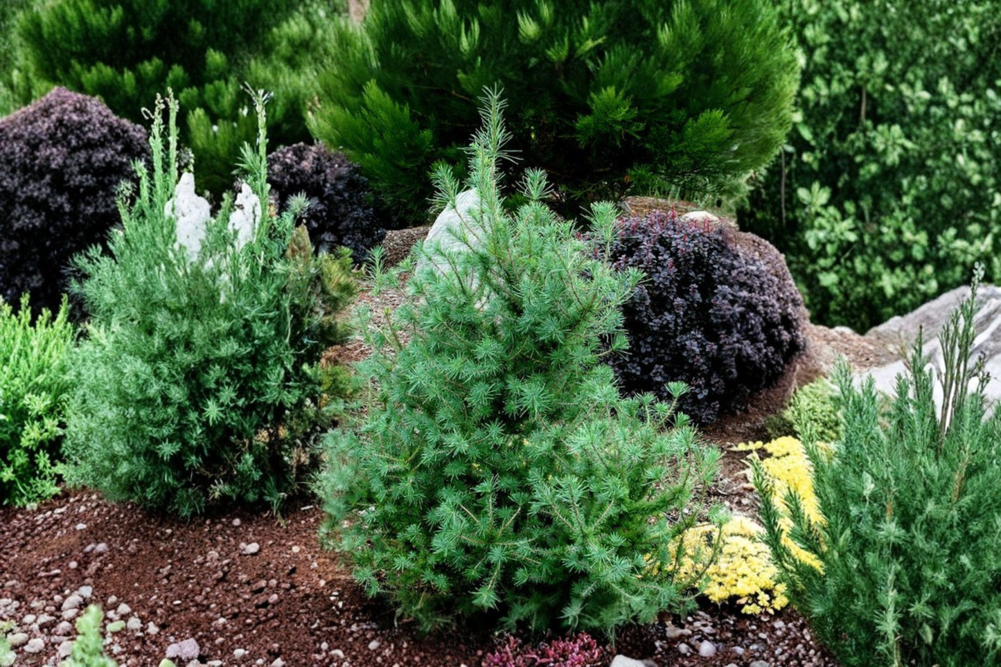 Deborah Waxman Larch Live Plant 12 Inch Tall – Larix laricina 1 Year Graft Dwarf Deciduous Conifer Tree