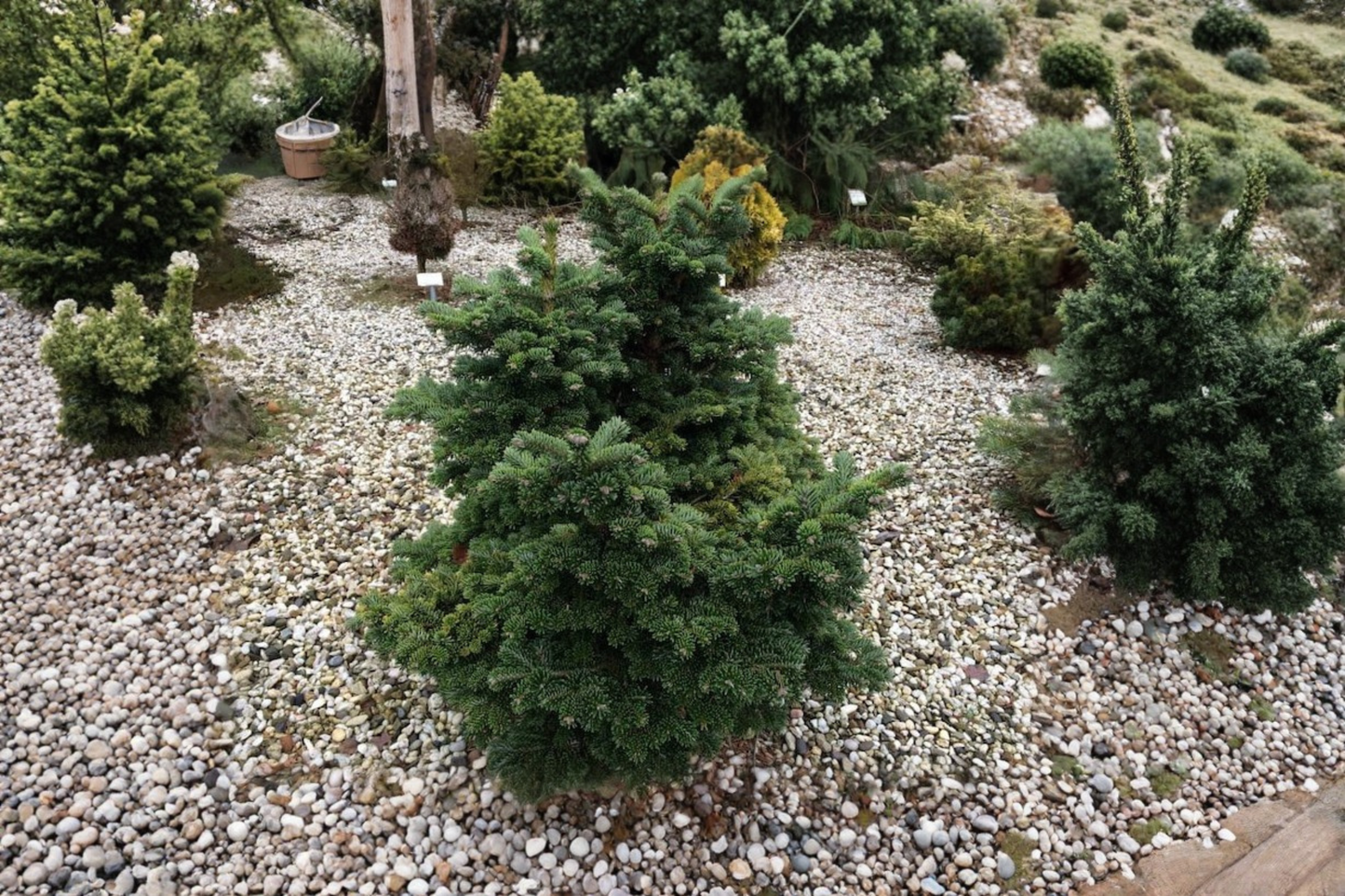 Dwarf Macedonian Fir ‘JK Greece’ 8” Live Plant – Abies borisii-regis Compact Evergreen in 1 Gallon Pot